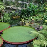 Ботанічні сади ефективніше охолоджують міста, ніж парки, — дослідження