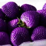 Турецький фермер вирощує фіолетову полуницю