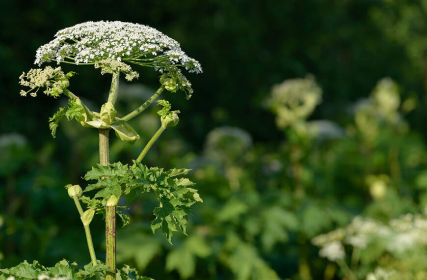 Путін підписав закон про боротьбу з борщівником на всіх земельних ділянках
