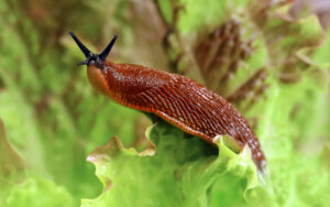 Іспанські слимаки: звідки взялися в Росії, фото, як позбутися