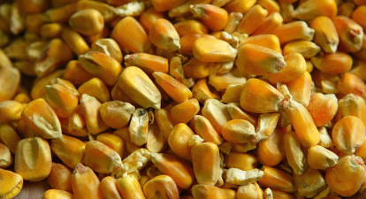 насіння кукурудзи фармзаат /Getty Images