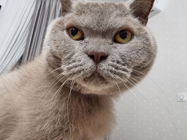 Кіт б'ється головою про вас: жест, який називається «бонкінг» і говорить про абсолютне кохання кот