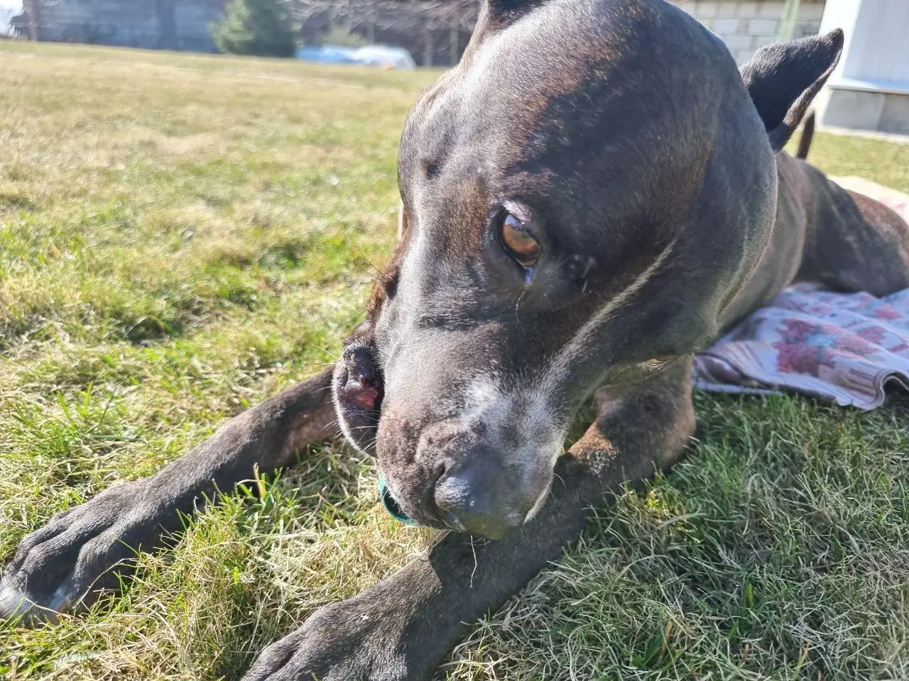 Що означає, коли собака ставить на вас лапу: вимога чи вияв ніжності собака