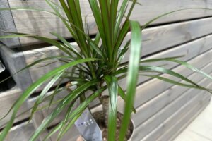 Що можуть розповісти ваші кімнатні рослини: таємні сигнали про мікроклімат&hellip;