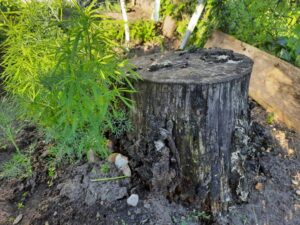 Чим посипати пень, щоб він згнив: про це не розповість…