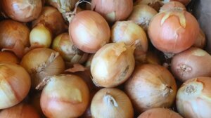 Економія часу: де насправді потрібно зберігати цибулю, щоб вона не…