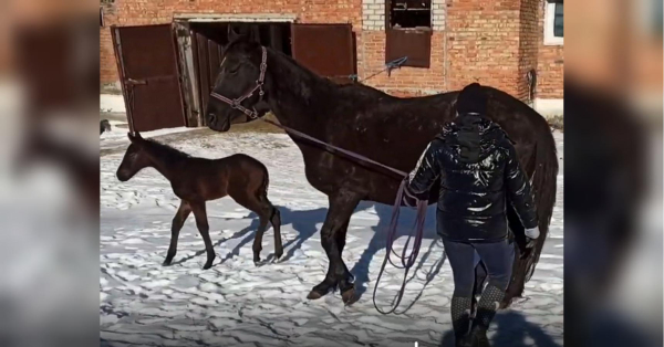 Врятовані від вогню коні дарують майбутнє: в Миколаєві вперше народились лошата у евакуйованих із Запоріжжя тварин