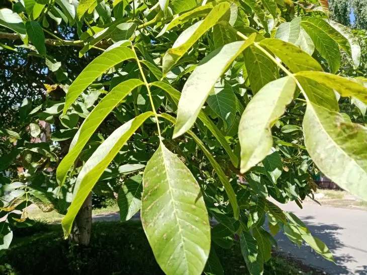 Навіщо потрібний лавровий лист на кухні: крім супу, для боротьби з мурахами та міллю