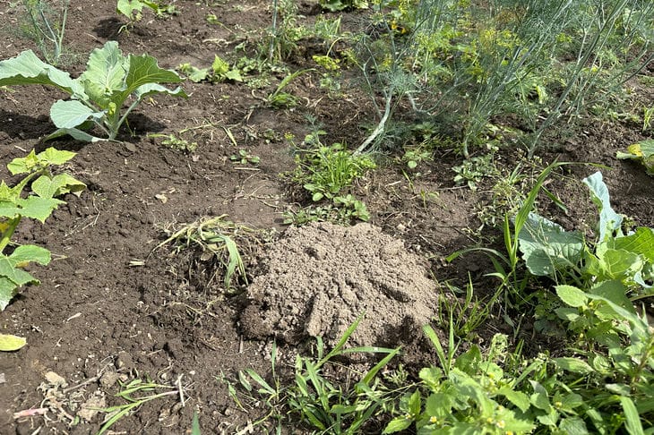 Чим полоти бур'яни, щоб вони не лізли місяць: дідівський метод сорняки