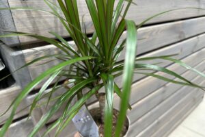 Чому не варто виливати воду від варіння картоплі: секрет для&hellip;