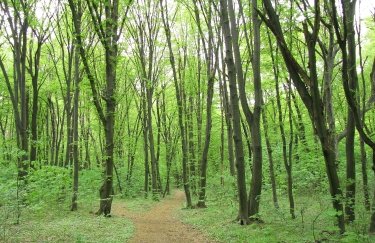 ліс дерева голосіївський район