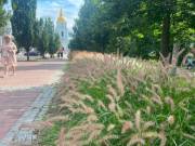 Фото: kyivcity.com.ua Декоративні злаки