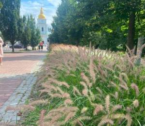 У Києві зростає кількість ділянок із декоративними злаками – у 2026 році їх висадили на 117 локаціях | Столична Нерухомість